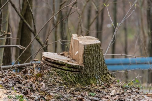 L'abattage d'arbres sur un site professionnel : les règles à respecter